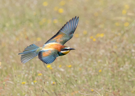 Fly by of a Bee-eater!