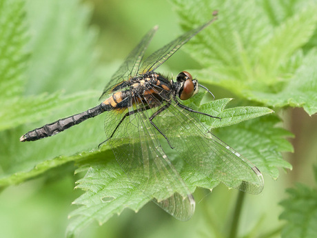 Sierliujke witsnuitlibel. 