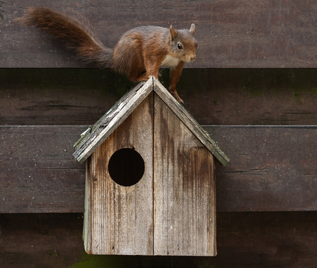 Eekhoorn zonder hazelnoot