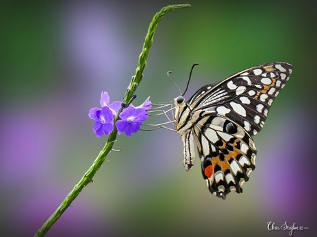 Papilio Demoleus vlinder