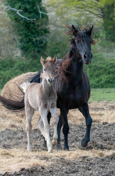 Skylar Mountain Trooper en Sapphire