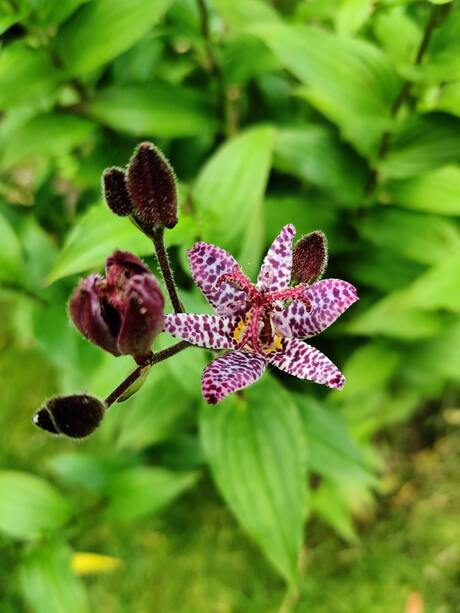 Tricyrtis Hirta   (paddenlelie)