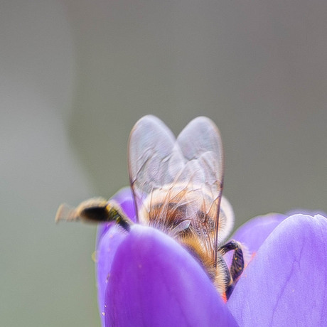 Het eerste stuifmeel 