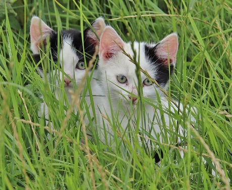 Katjes in een berm tussen het hoge gras