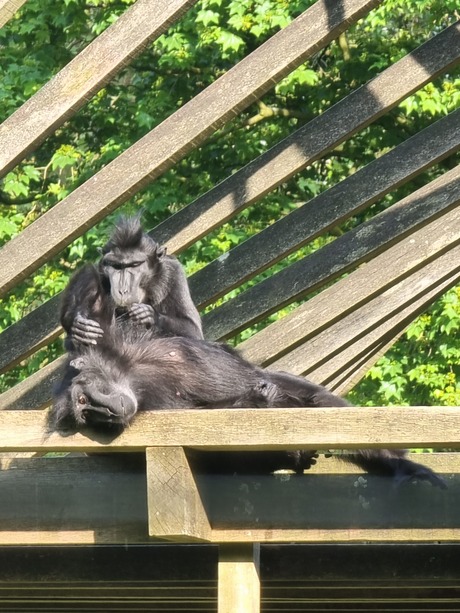 Zwartkuif makaak