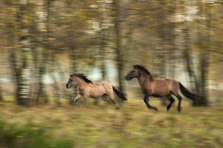 Konikpaarden