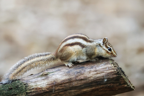 Siberische grondeekhoorn 