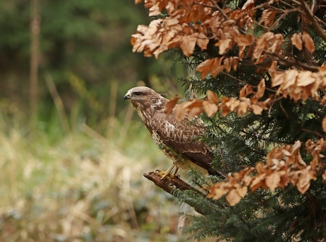 Buizerd