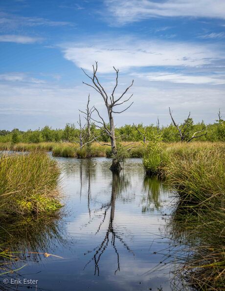 Dwingelderveld 