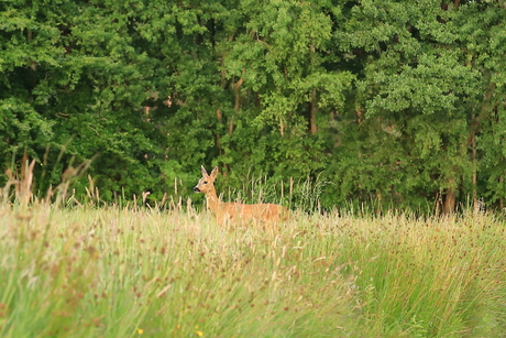Ree in het veld