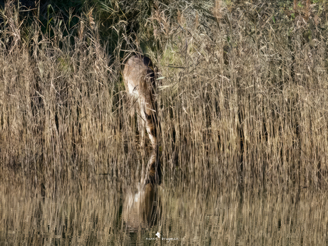 Weerspiegeling… een drinkend damhert vanuit het riet