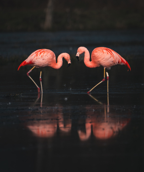 Flamingo liefde