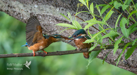 De IJsvogels.