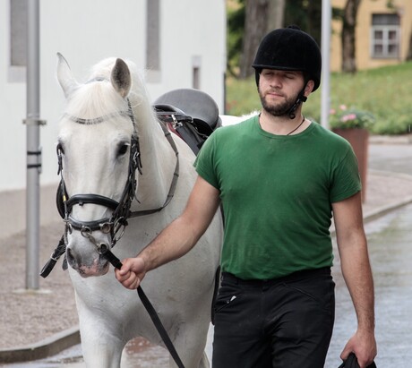 Lipizzaner stoeterij