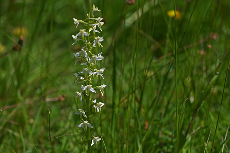 Bergnachtorchis.