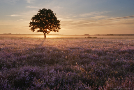 Heide bij zonsopkomst