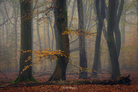 forest symphony