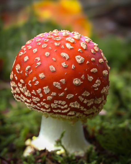 Kleuren van de herfst 