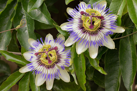 Passiebloem bloeit uitbundig