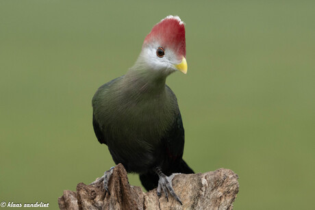 Roodkuiftoerako - 1581