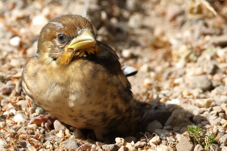 Jonge appelvink