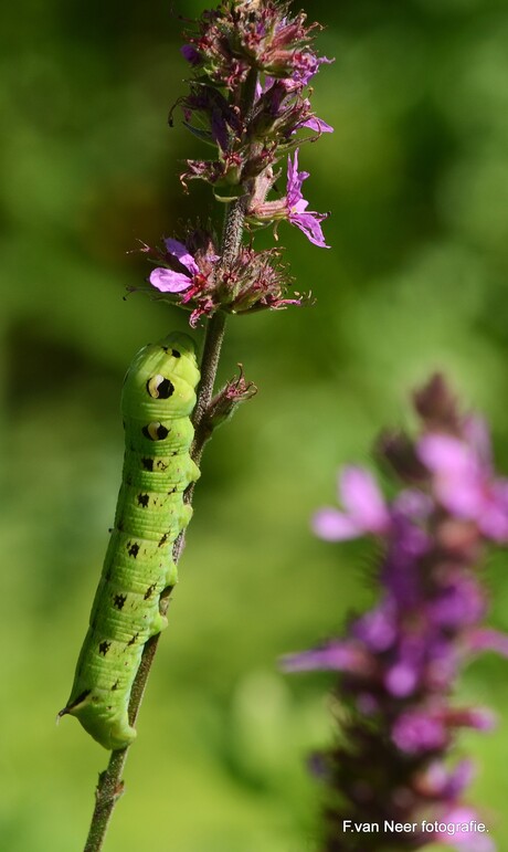 Groot avondrood (Rups)