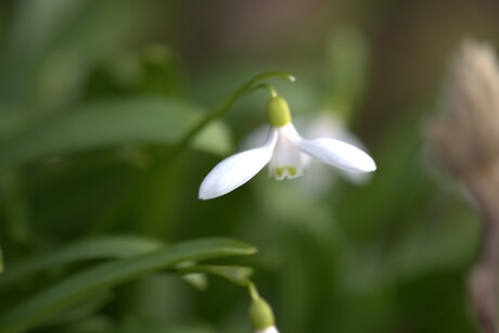 Sneeuwklokje