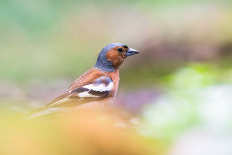 Vink in zacht lentelicht
