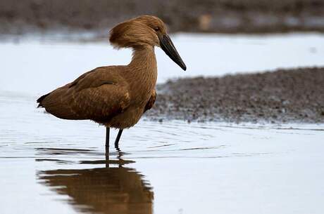 Hamerkop