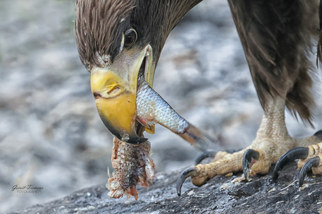 Jojalar va kokraklar