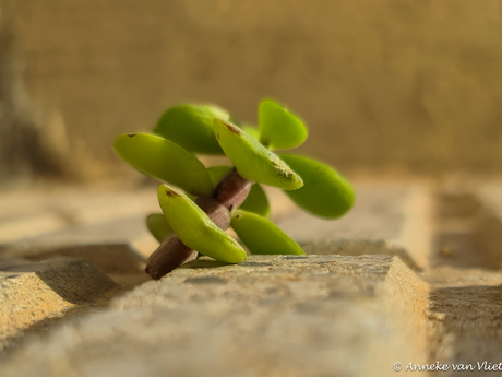 Deze heel kleine Crassula Ovata