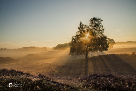 Zonsopkomst en mist