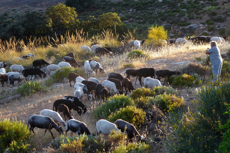 Herder met geiten, Andalucía