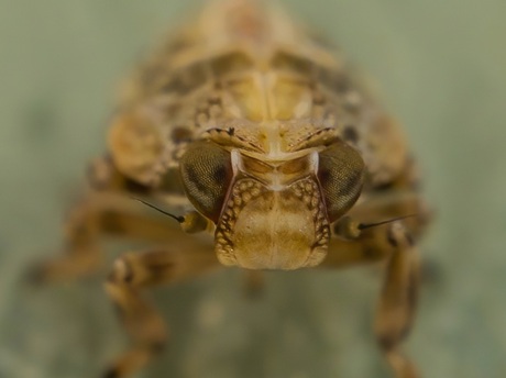 Issus Coleoptratus (cicade)