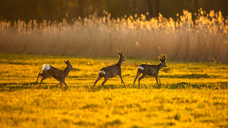 De avondzon.