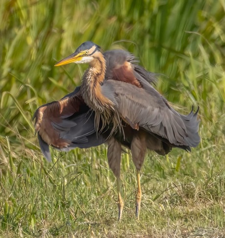 Purperreiger 
