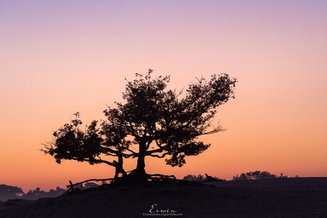 Sunrise duinen