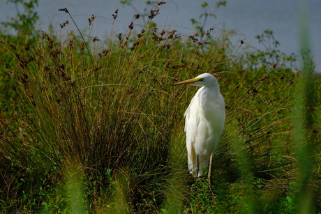 Grote zilverreiger 
