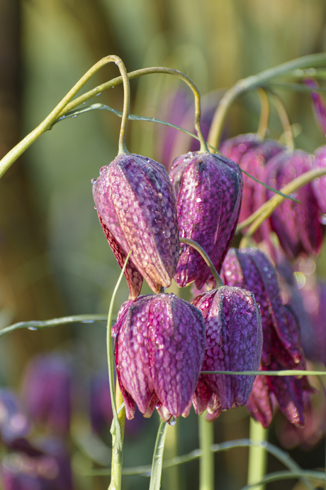 Kievitsbloemen