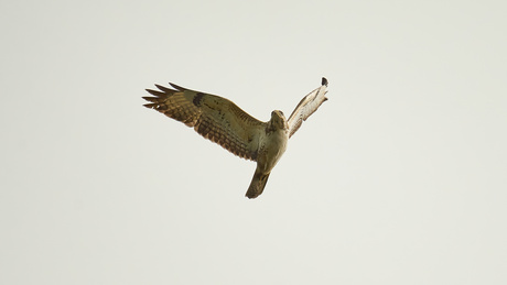 Buzzard in the bright sky