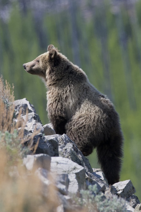 Grizzly bij Yellowstone Lake