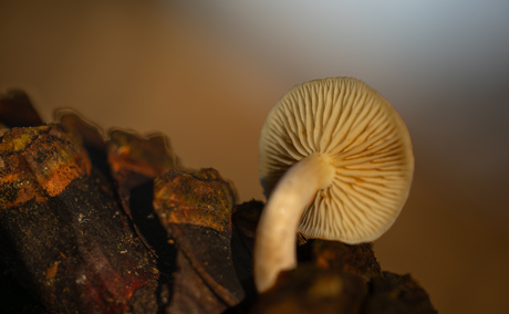 Paddenstoel op dennenappel