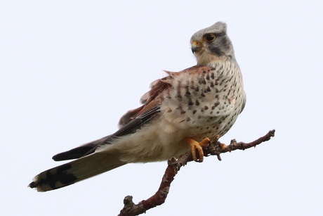 Torenvalk spiedend naar prooi