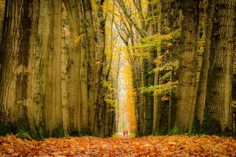 De reuzen van het bos