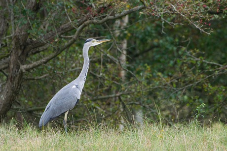 Reiger