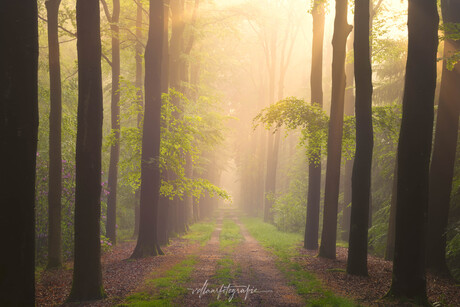 'Fairytale' ochtend