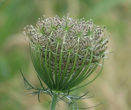 Wilde peen in kleur