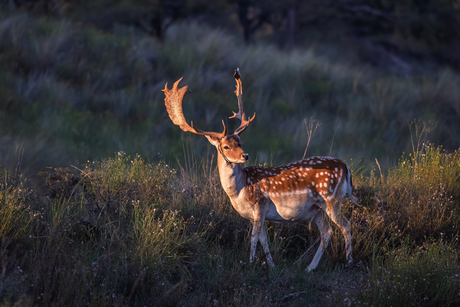 Hert in de Amsterdamse Waterleidingduinen