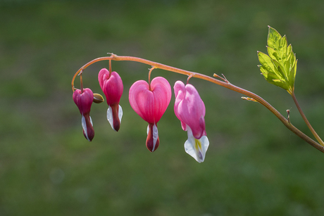 Gebroken Hartjes (Dicentra spectabilis) 