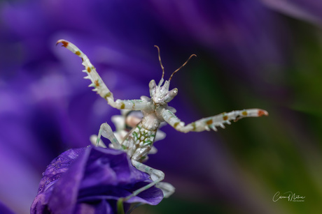 Creobroter wahlbergii 